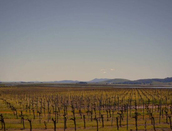 Ricci Vineyards | Carneros