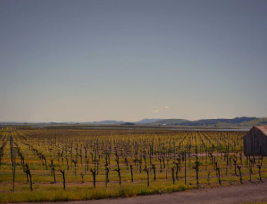 Ricci Vineyards | Carneros